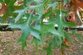 Quercus palustris